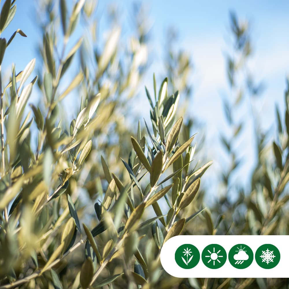 Olivenbaum hochstamm