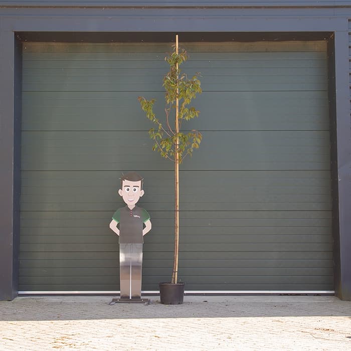 Japanische Blütenkirsche sargenti