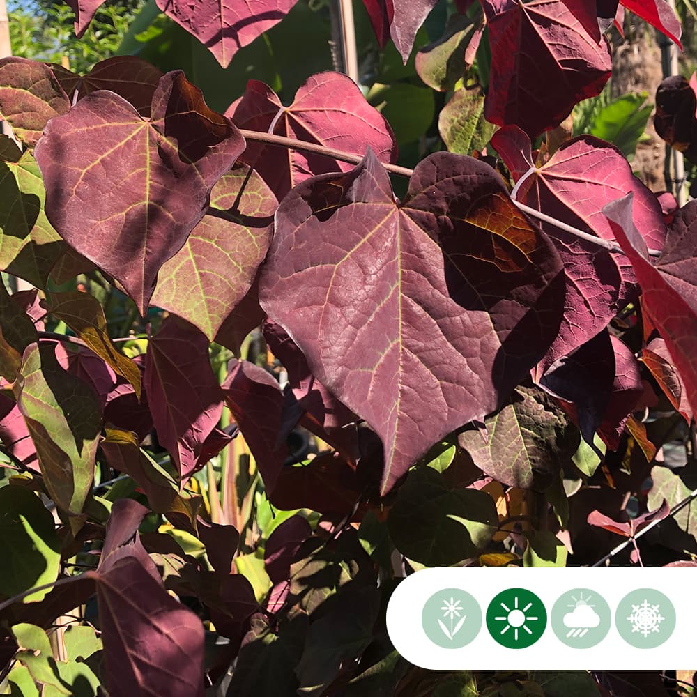 Judasbaum Ruby Falls dachförmig