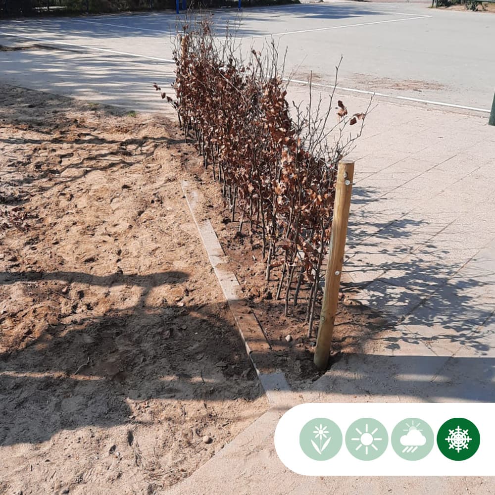 Blutbuchenhecke pro Stück