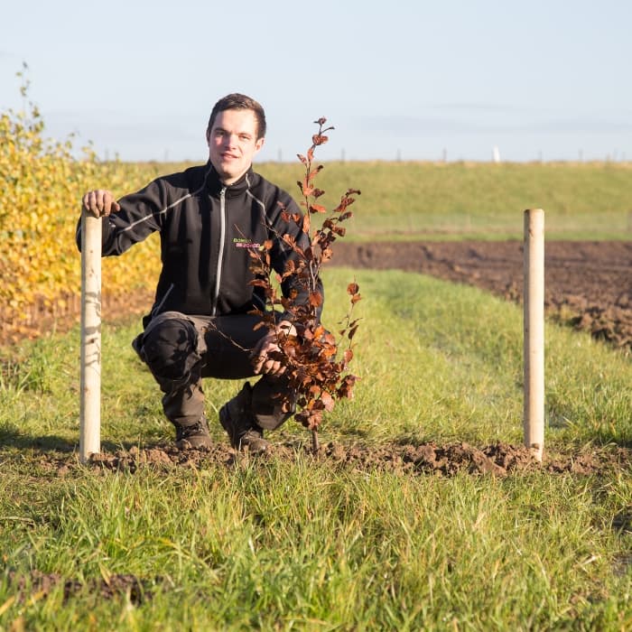 Blutbuchenhecke pro Stück