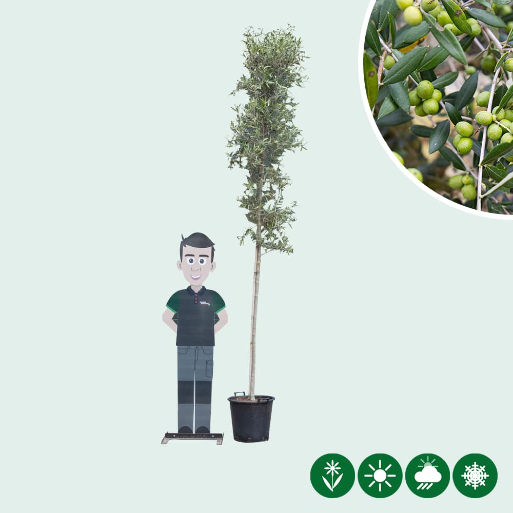 Olivenbaum hochstamm