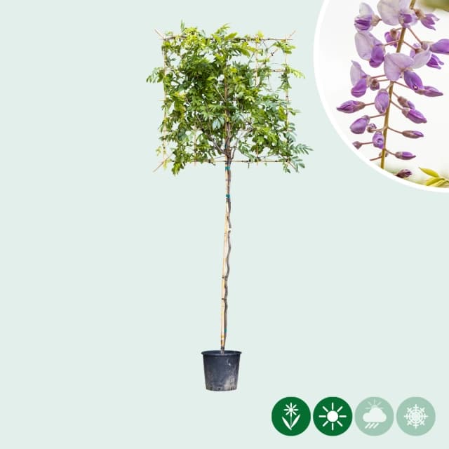 Blauregen als Spalier