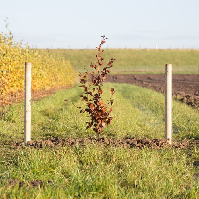 Blutbuchenhecke pro Stück