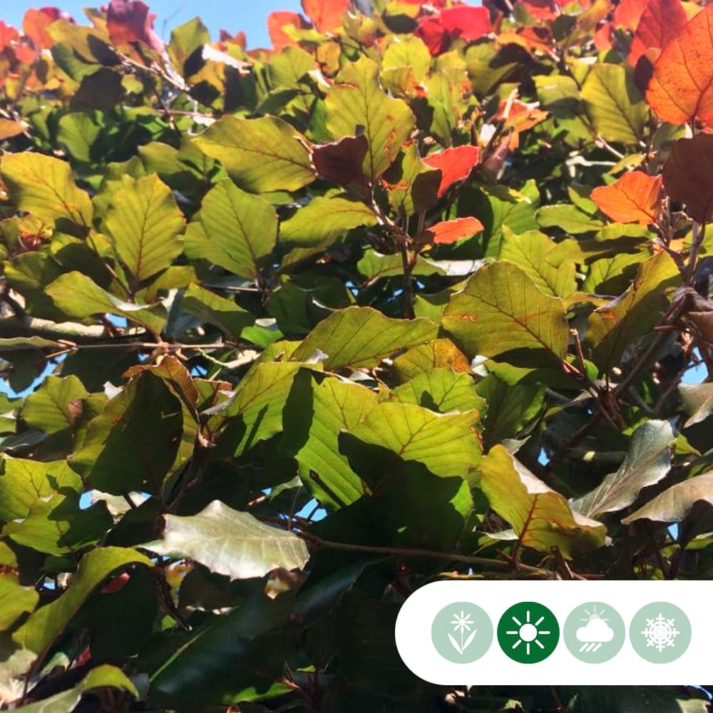 Blutbuchenhecke pro Stück