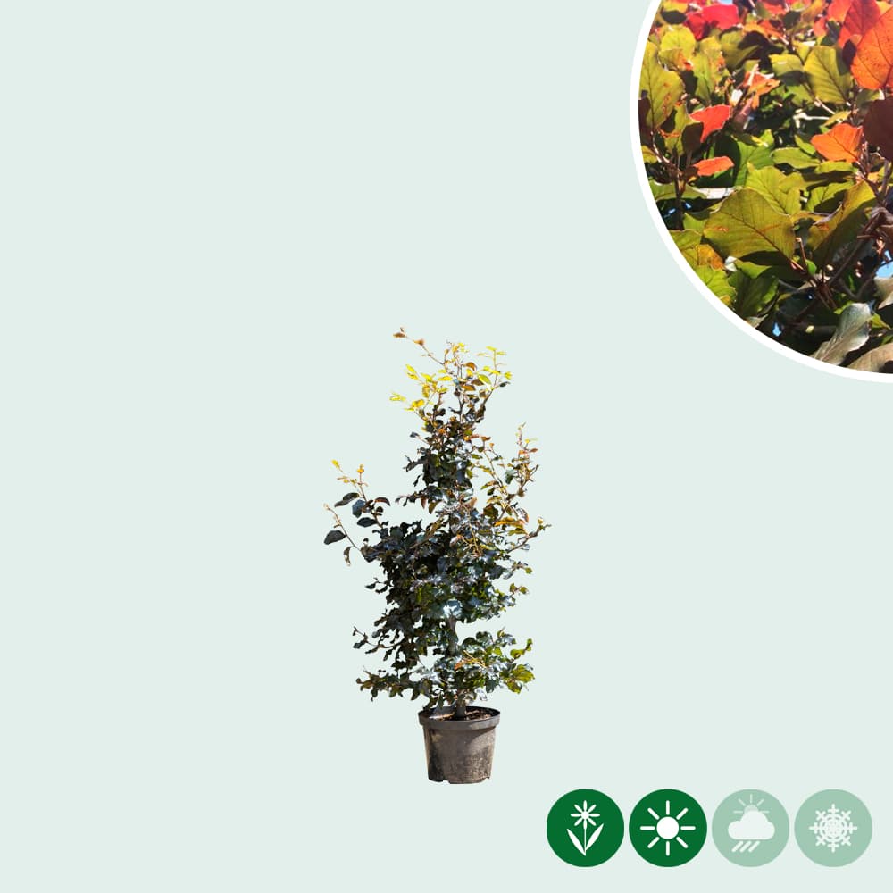 Blutbuchenhecke pro Stück