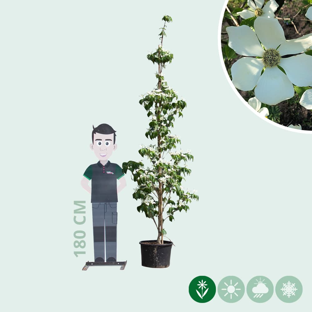 Kornelkirsche 'Milky Way'