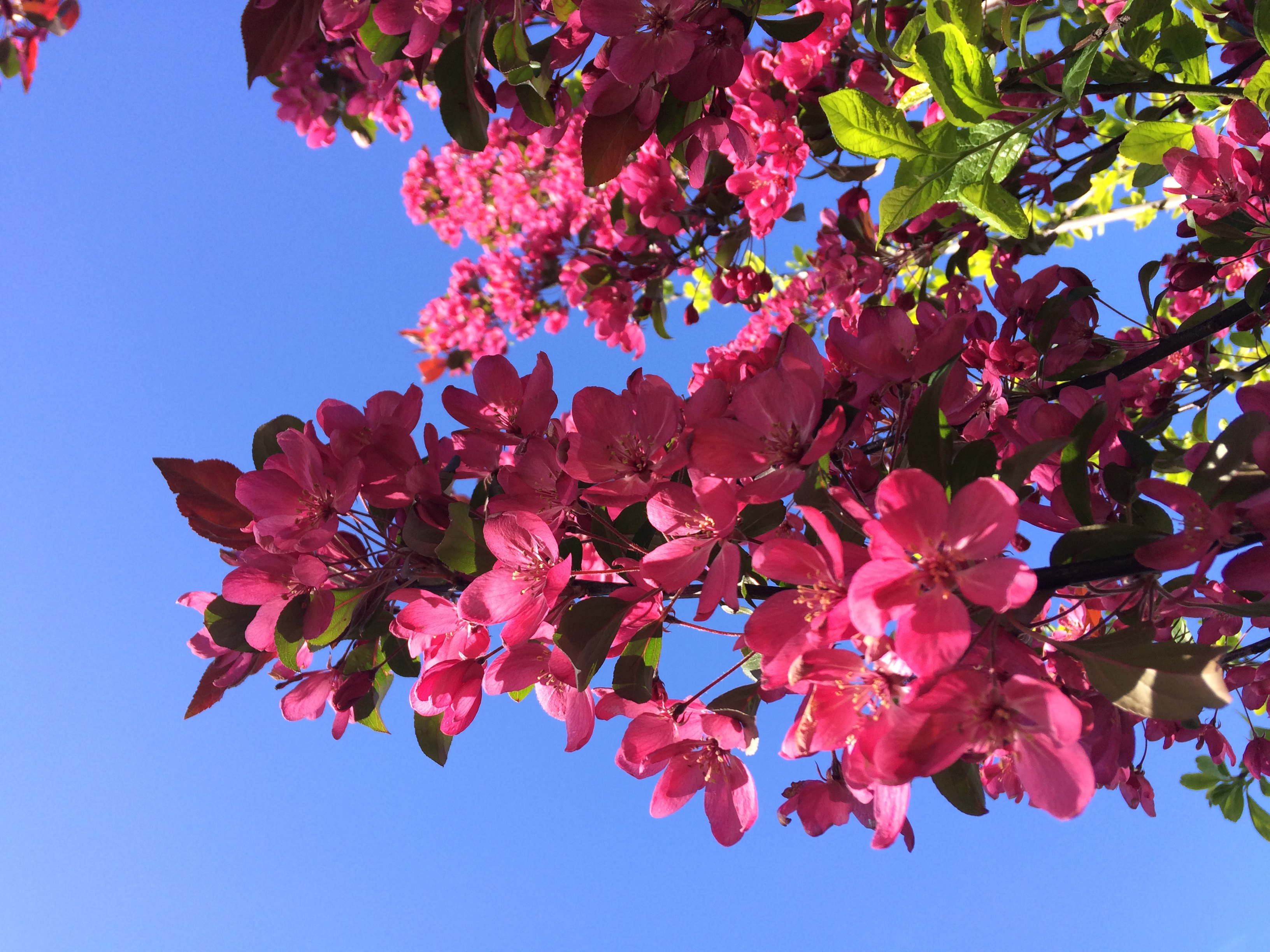 Rotblättriger Zierapfel als Spalier 120cm
