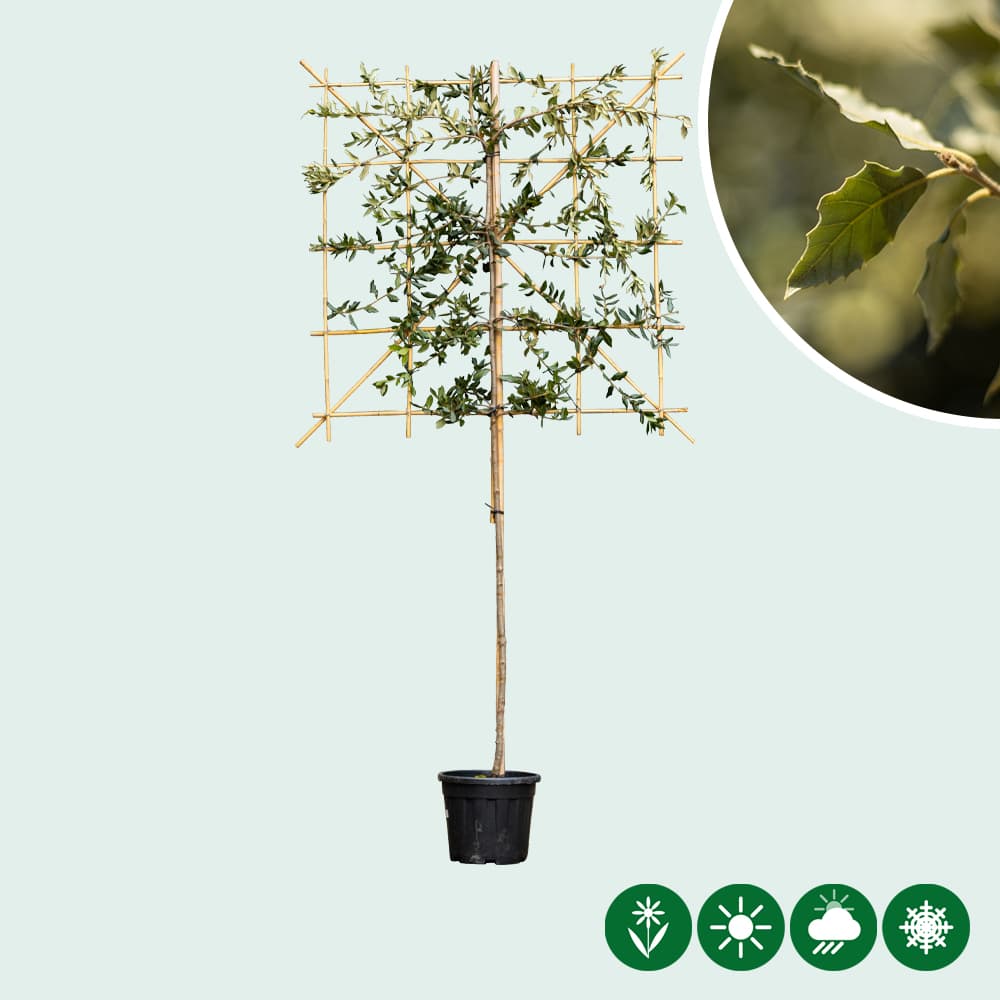 Steineiche als Spalier 120 cm