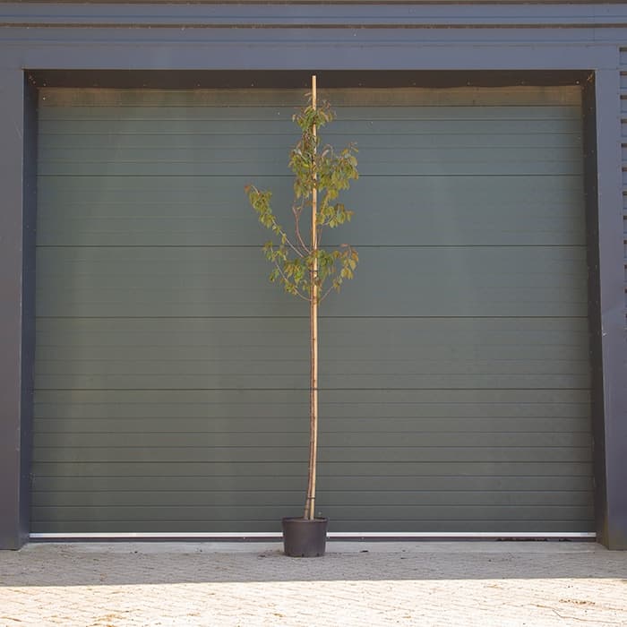 Japanische Blütenkirsche sargenti