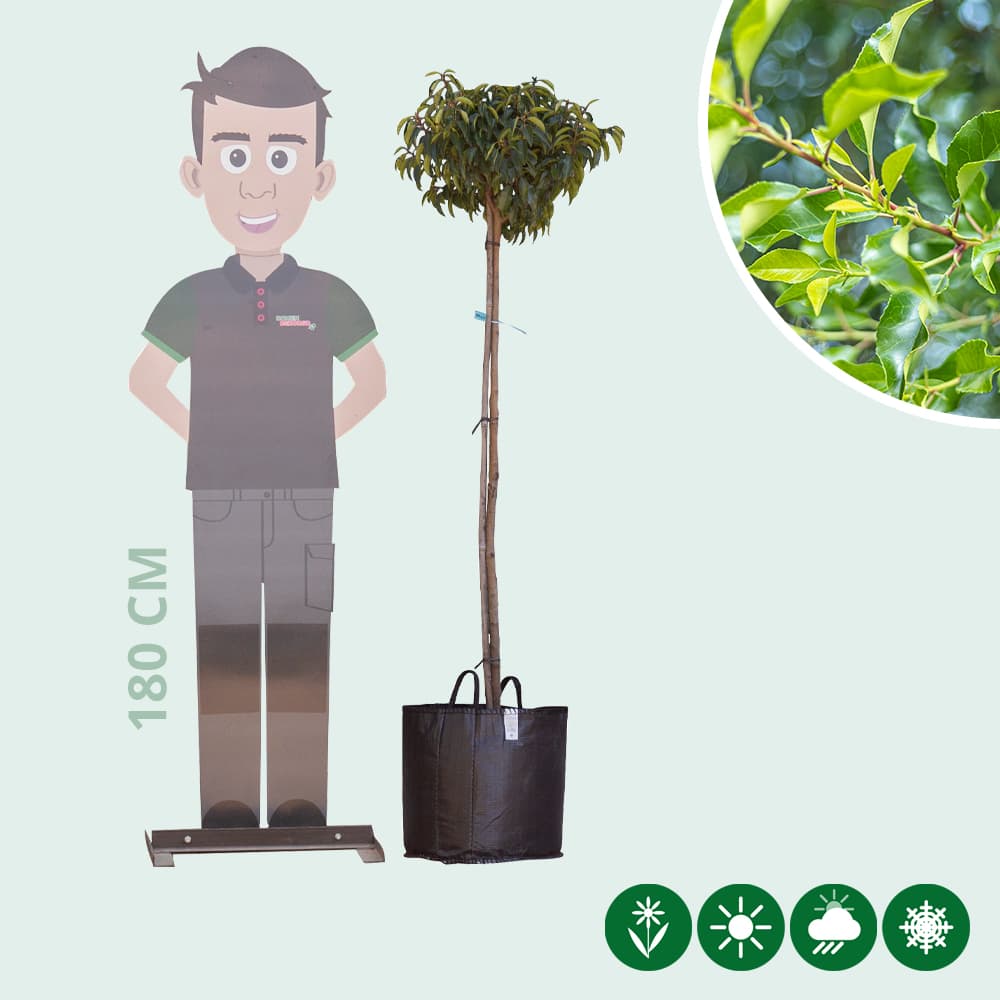 Portugiesischer Lorbeer in Kugelform