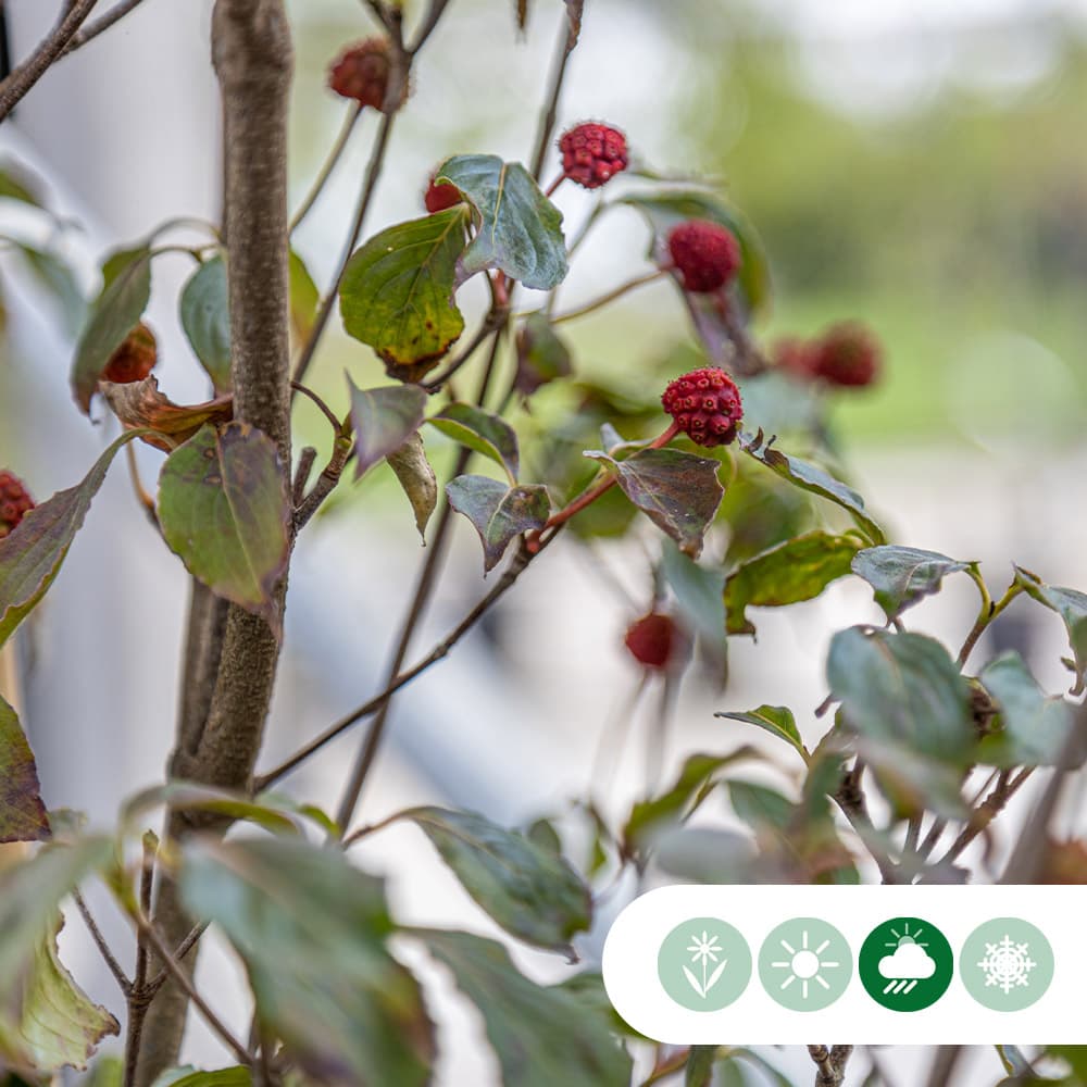 Kornelkirsche 'Milky Way'