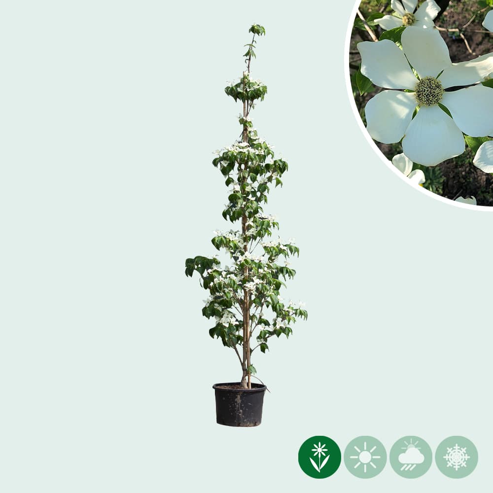 Kornelkirsche 'Milky Way'