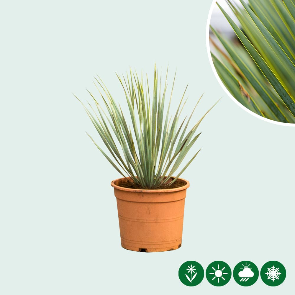 Palmlilie Yucca