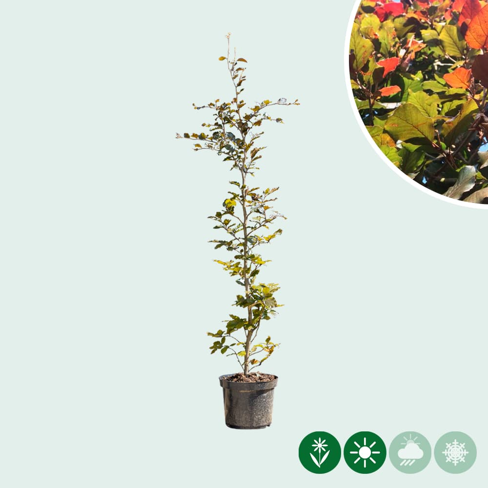 Blutbuchenhecke pro Stück