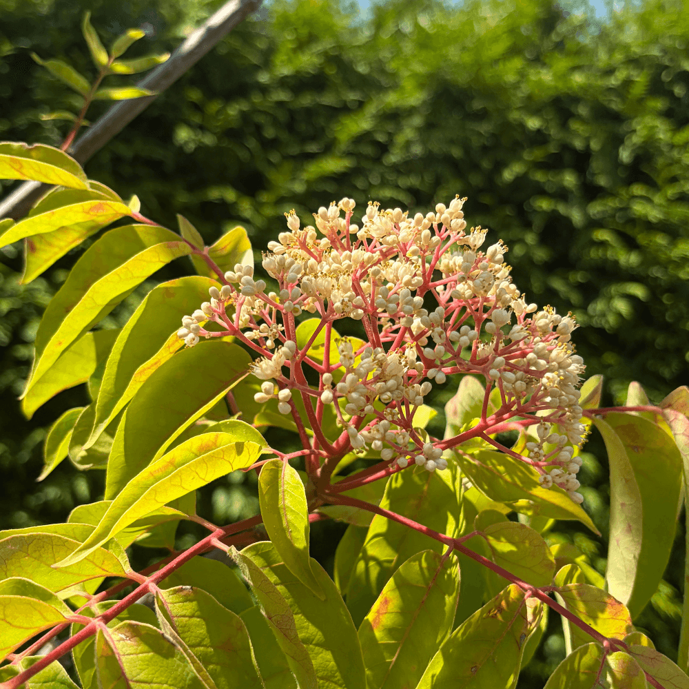 Bienenbaum