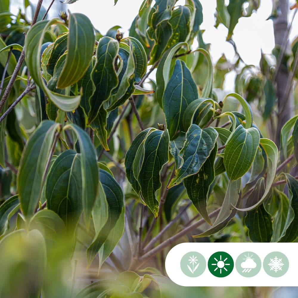 Kornelkirsche 'Milky Way'