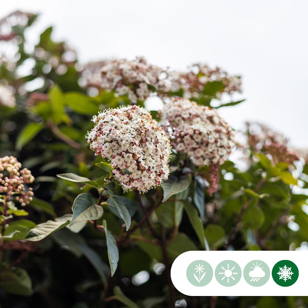 Schneeball kugelförmig