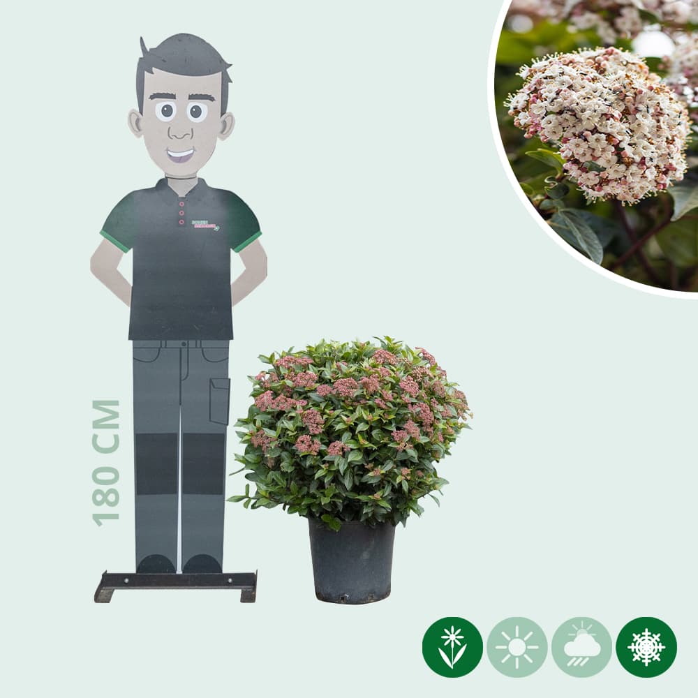 Schneeball kugelförmig