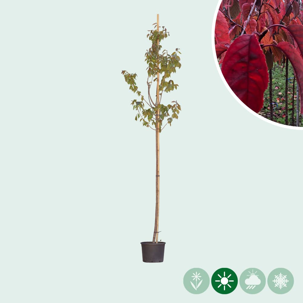 Japanische Blütenkirsche sargenti