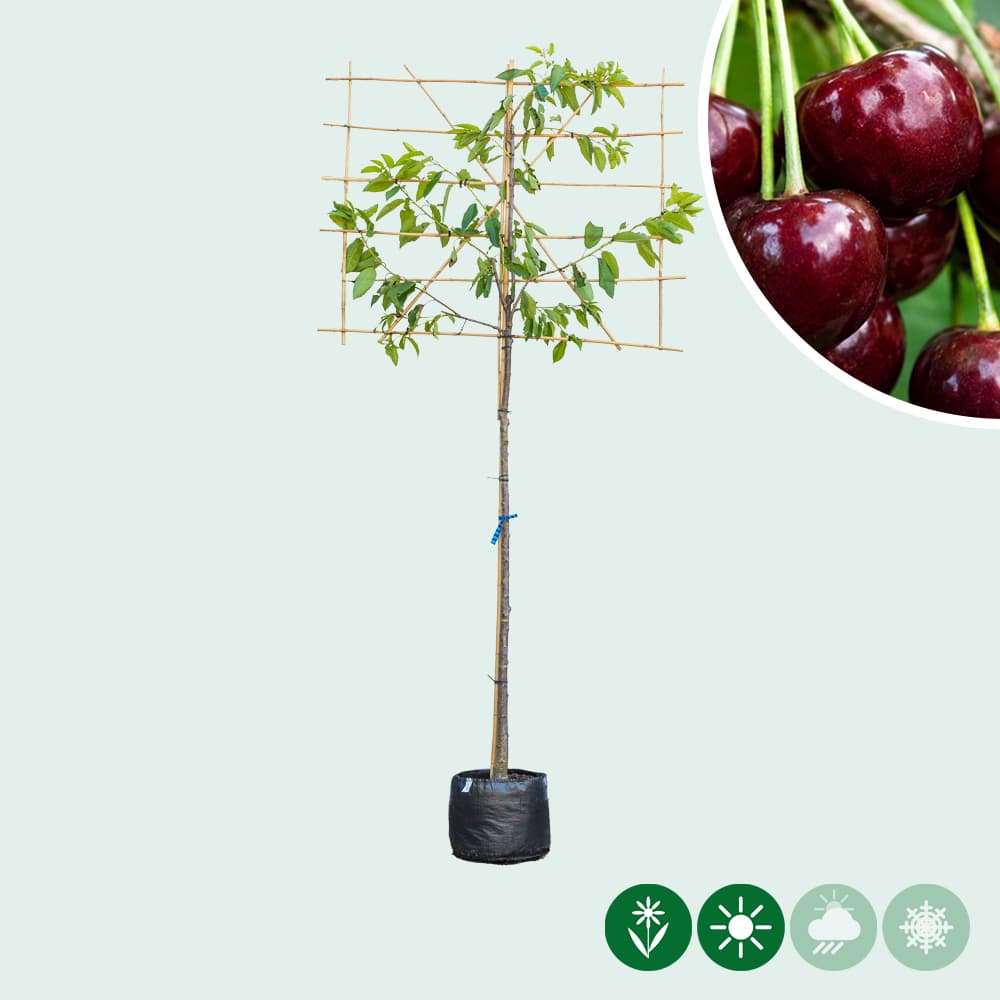Kordia Spalierbaum groß