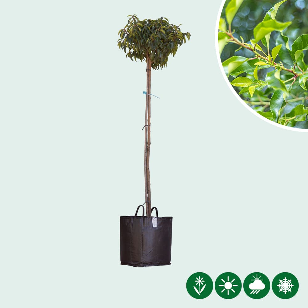 Portugiesischer Lorbeer in Kugelform