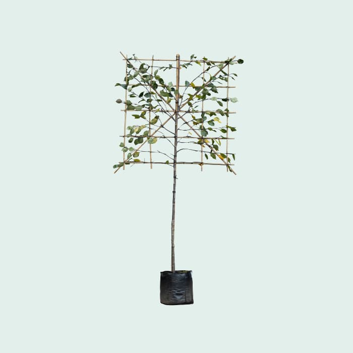 Rotblättriger Zierapfel als Spalier 120cm