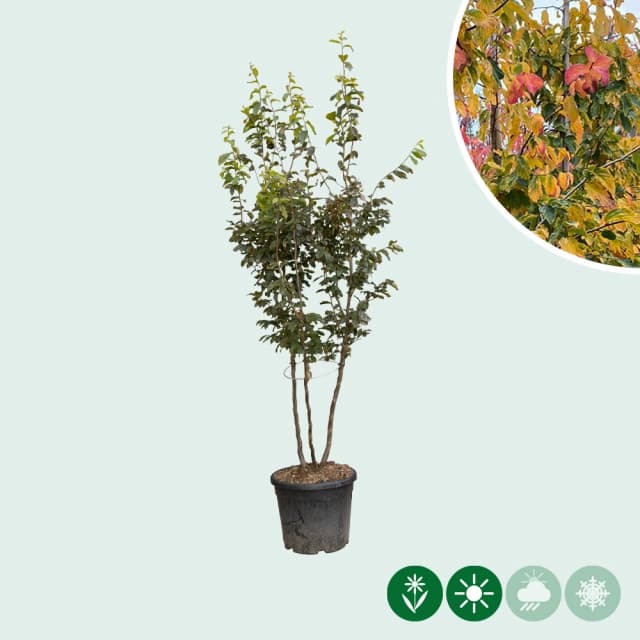 Eisenholzbaum mehrstämmig