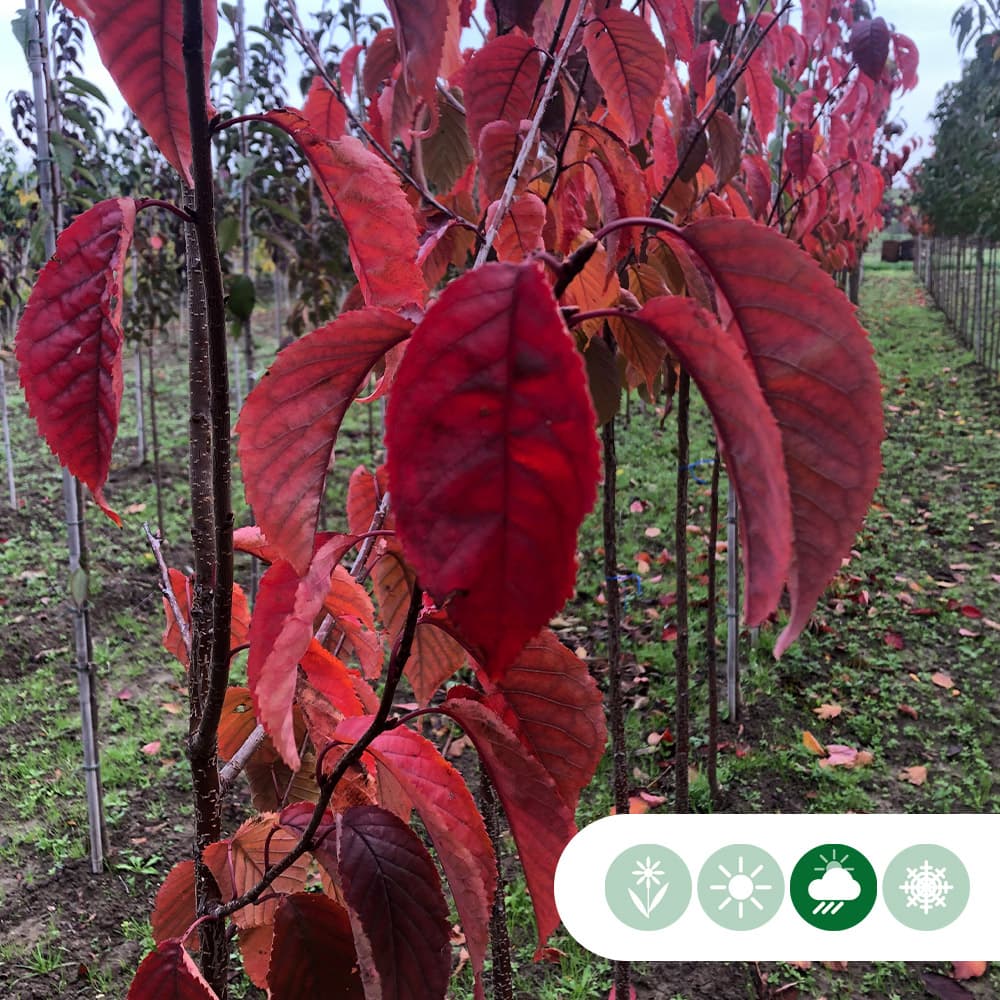 Japanische Blütenkirsche sargenti
