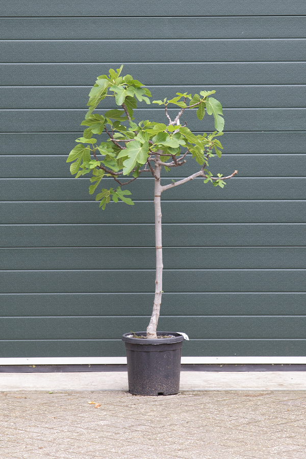 Ficus Carica / Feigenbaum