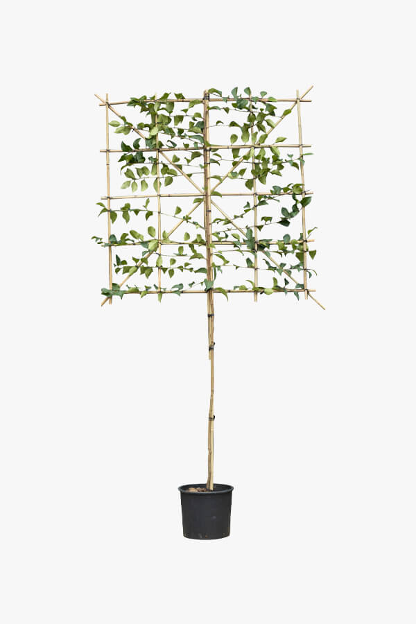 Prunus Lusitanica ‘Tico’ / Portugiesischer Lorbeer ‘Tico’ Als Spalier