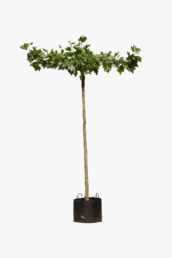 Platanus Acerifolia / Dachplatane