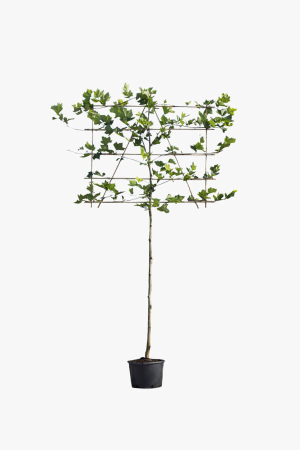 Platanus Acerifolia / Platane Als Spalier