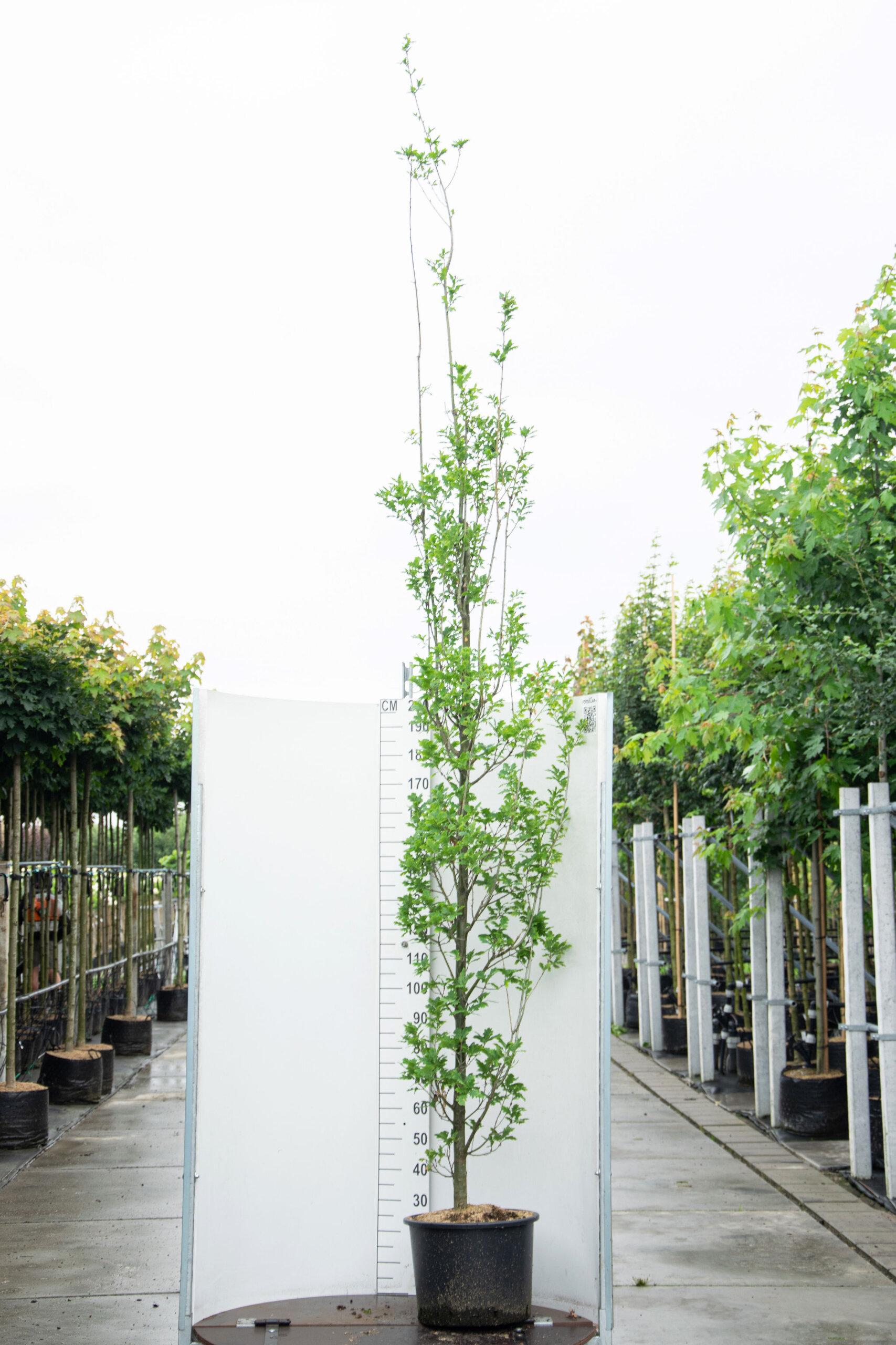 Quercus Robur ‘Fastigiata’ / Säuleneiche